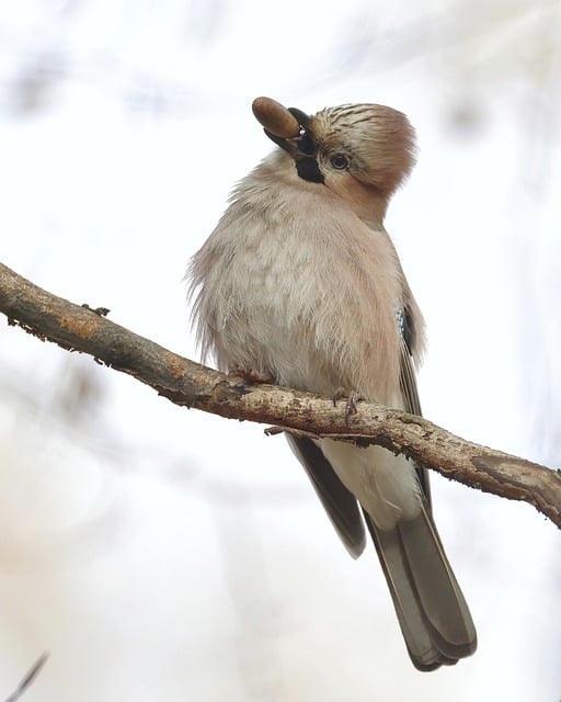 Free download eurasian jay jay acorn oak nut free picture to be edited with GIMP free online image editor