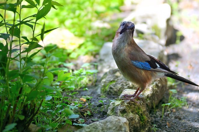 Free download eurasian jay jay bird bird animal free picture to be edited with GIMP free online image editor