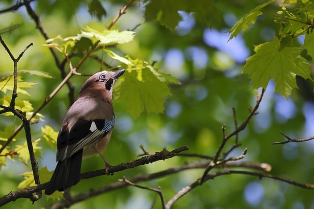 Free download eurasian jay jay bird perched free picture to be edited with GIMP free online image editor