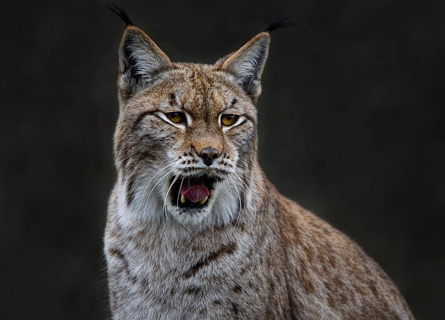 Free download eurasian lynx european lynx lynx free picture to be edited with GIMP free online image editor