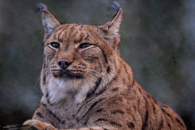 Free download eurasian lynx lynx european lynx free picture to be edited with GIMP free online image editor