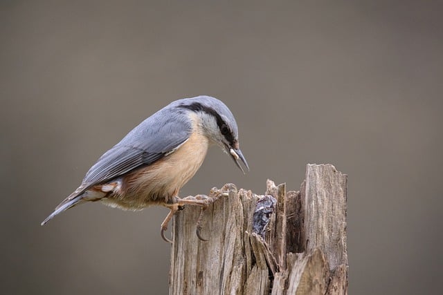 Free download eurasian nuthatch bird animal free picture to be edited with GIMP free online image editor