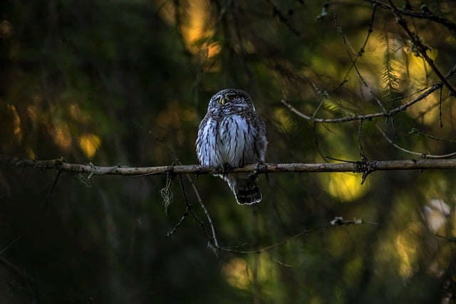 Free download eurasian pygmy owl bird owl animal free picture to be edited with GIMP free online image editor