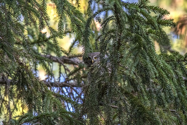 Free download eurasian pygmy owl bird owl perched free picture to be edited with GIMP free online image editor