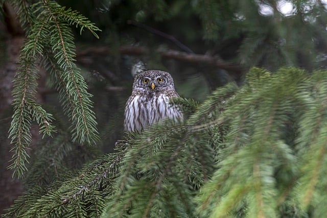 Free download eurasian pygmy owl owl bird beak free picture to be edited with GIMP free online image editor