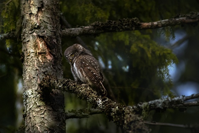 Free download eurasian pygmy owl owl perched free picture to be edited with GIMP free online image editor