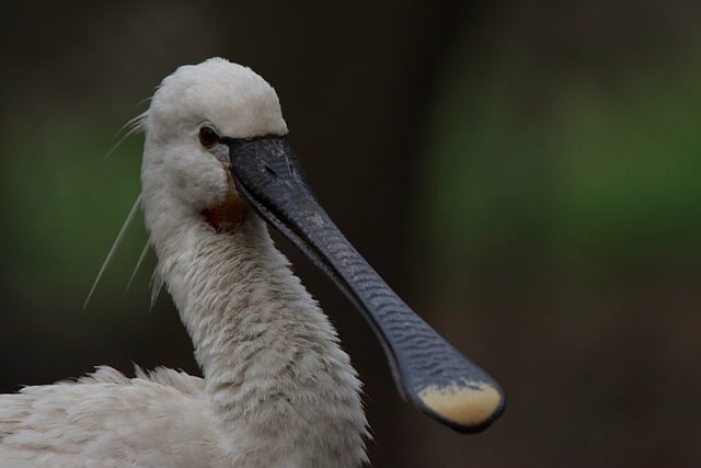 Free download eurasian spoonbill bird animal free picture to be edited with GIMP free online image editor