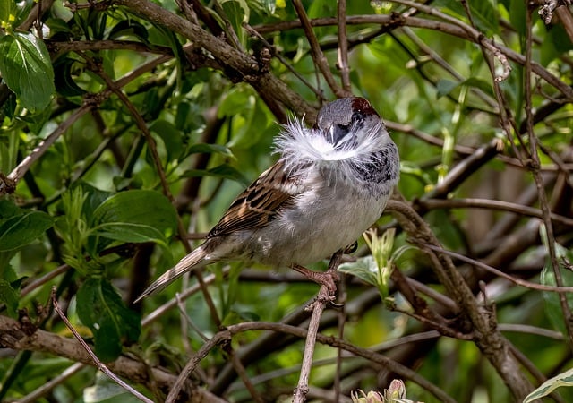 Free download eurasian tree sparrow sparrow free picture to be edited with GIMP free online image editor