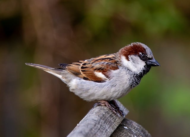 Free download eurasian tree sparrow sparrow bird free picture to be edited with GIMP free online image editor