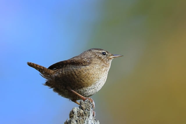 Free download eurasian wren bird animal wren free picture to be edited with GIMP free online image editor