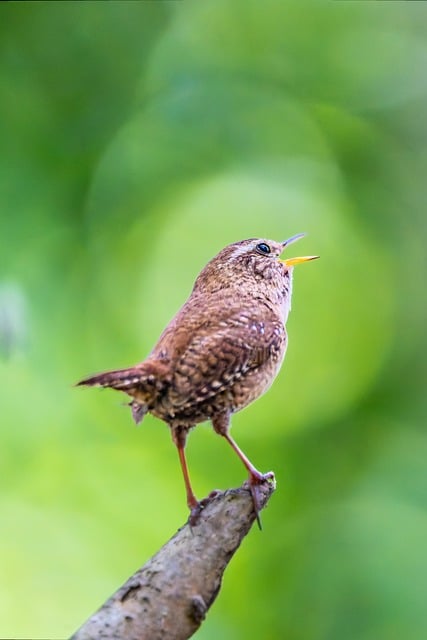 Free download eurasian wren bird bird photography free picture to be edited with GIMP free online image editor