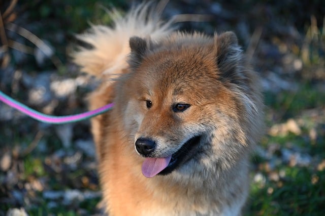 Free download eurasier companion dog mammal free picture to be edited with GIMP free online image editor