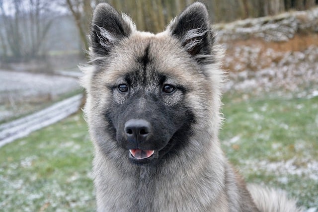 Free download eurasier dog canine pet animal free picture to be edited with GIMP free online image editor