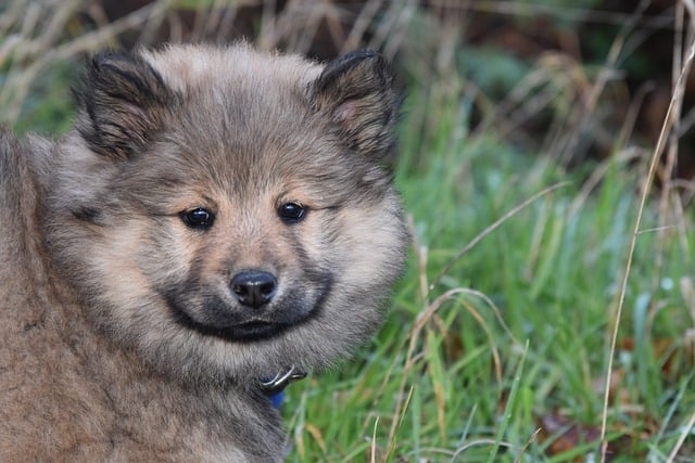 Free download eurasier dog eurasier puppy free picture to be edited with GIMP free online image editor