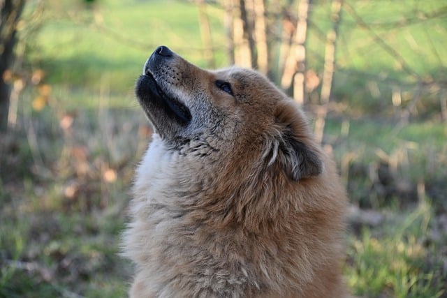 Free download eurasier dog outdoors animal free picture to be edited with GIMP free online image editor