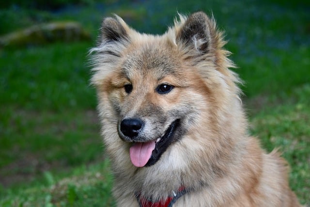 Free download eurasier dog pet animal free picture to be edited with GIMP free online image editor