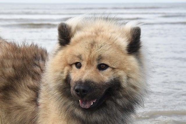 Free download eurasier dog pet animal domestic free picture to be edited with GIMP free online image editor