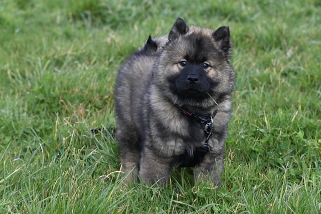 Free download eurasier dog puppy canine pet free picture to be edited with GIMP free online image editor