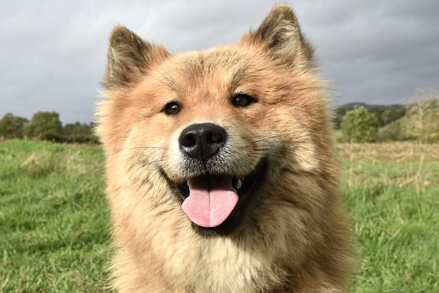 Free download eurasier idyllic bitch dog canine free picture to be edited with GIMP free online image editor