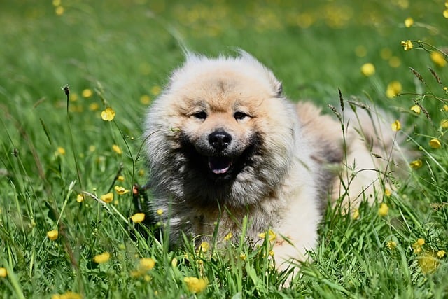Free download eurasier olaf animal dog nature free picture to be edited with GIMP free online image editor