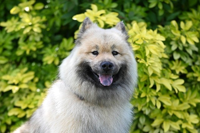 Free download eurasier olaf blue dog eurasier free picture to be edited with GIMP free online image editor
