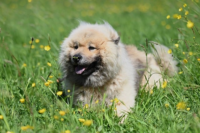 Free download eurasier olaf male eurasier animal free picture to be edited with GIMP free online image editor