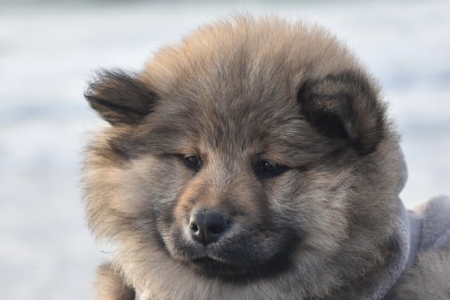 Free download eurasier pet canine free picture to be edited with GIMP free online image editor