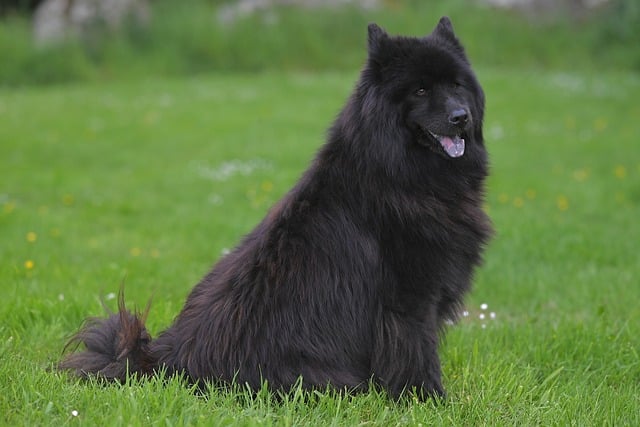 Free download eurasier plou animal canine dog free picture to be edited with GIMP free online image editor