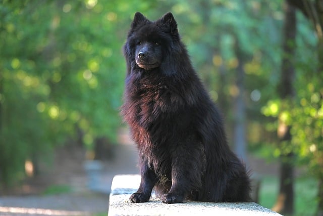 Free download eurasier plou blue animal dog free picture to be edited with GIMP free online image editor