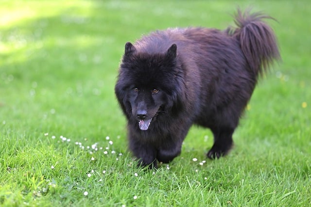 Free download eurasier plou blue animal nature free picture to be edited with GIMP free online image editor