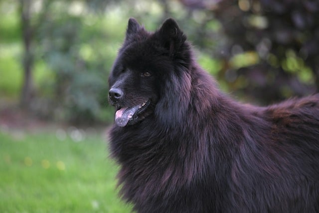 Free download eurasier plou female canine free picture to be edited with GIMP free online image editor