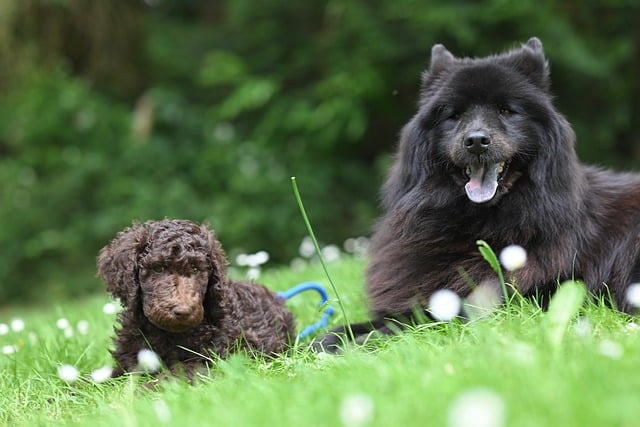Free download eurasier plou royal poodle aurelio free picture to be edited with GIMP free online image editor