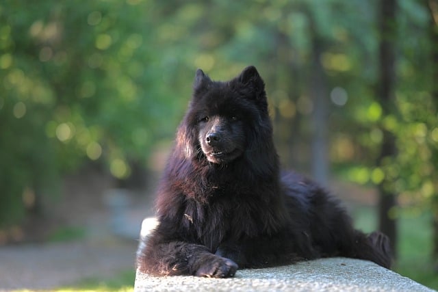 Free download eurasier plou silky fur fur animal free picture to be edited with GIMP free online image editor
