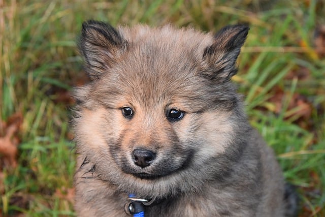 Laden Sie kostenlos das Bild „Eurasier-Welpe“ herunter, das mit dem kostenlosen Online-Bildeditor GIMP bearbeitet werden kann