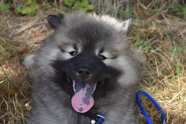 Free download eurasier puppy pet canine free picture to be edited with GIMP free online image editor