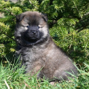 EURASIER Theme  screen for extension Chrome web store in OffiDocs Chromium