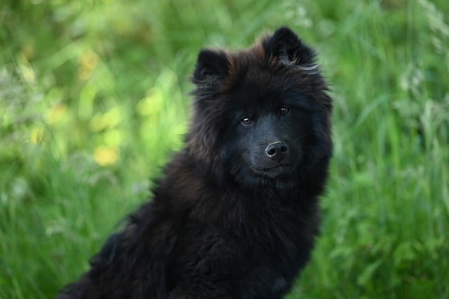 Free download eurasier vlou animal canine dog free picture to be edited with GIMP free online image editor