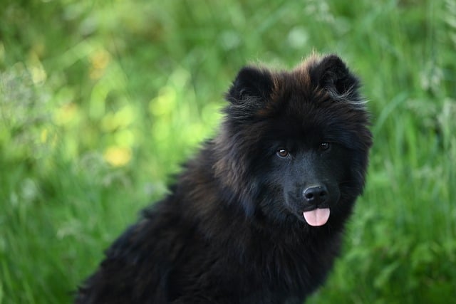 Free download eurasier vlou animal nature mammal free picture to be edited with GIMP free online image editor