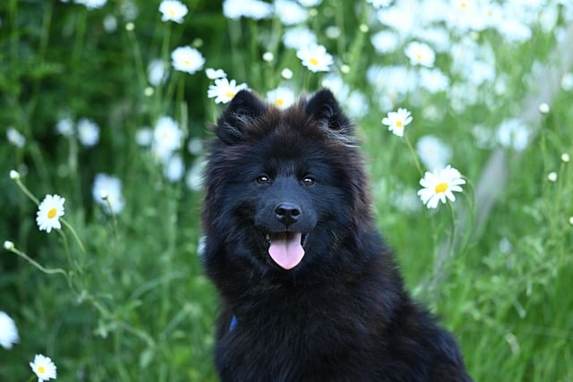 Free download eurasier vlou blue animal eurasier free picture to be edited with GIMP free online image editor