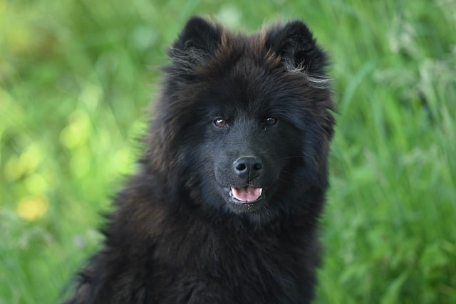 Free download eurasier vlou blue dog nature free picture to be edited with GIMP free online image editor