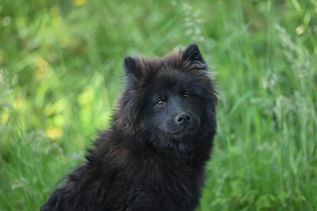 Free download eurasier vlou blue female dog female free picture to be edited with GIMP free online image editor