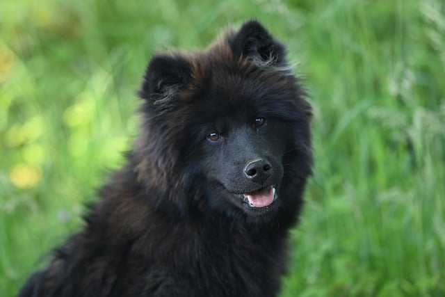 Free download eurasier vlou blue puppy animal free picture to be edited with GIMP free online image editor