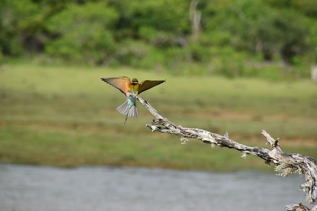 Free download european bee eater bird free picture to be edited with GIMP free online image editor