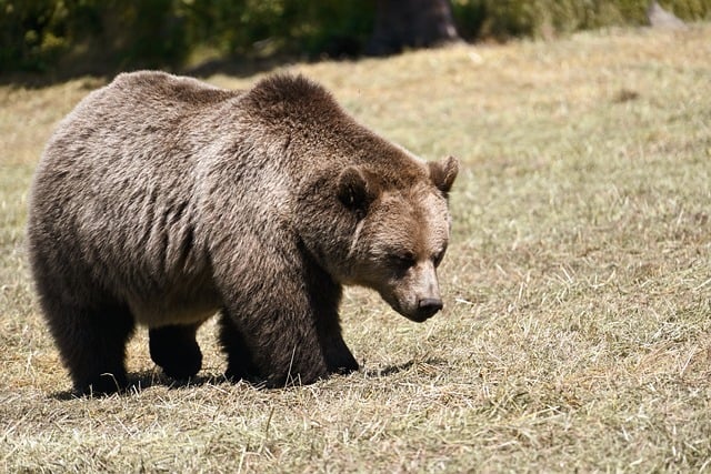 Free download european brown bear bear wildlife free picture to be edited with GIMP free online image editor