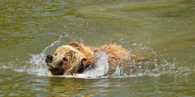 Free download european brown bear brown bear free picture to be edited with GIMP free online image editor