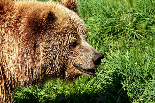 Free download european brown bear light fur blond free picture to be edited with GIMP free online image editor