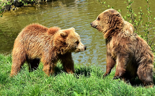 Free download european brown bear to play together free picture to be edited with GIMP free online image editor