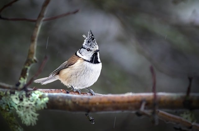 Free download european crested tit bird nature free picture to be edited with GIMP free online image editor