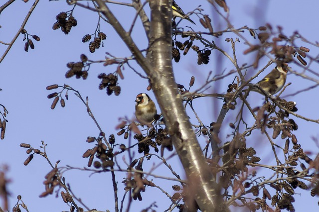 Téléchargement gratuit de l'image gratuite de l'oiseau chardonneret élégant à éditer avec l'éditeur d'images en ligne gratuit GIMP