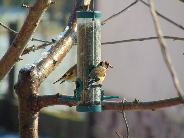 Free download European Goldfinch Winter -  free photo or picture to be edited with GIMP online image editor